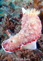 Saw this Goniobranchus while diving in Pandang Bay, Bali. by Janet Hale 